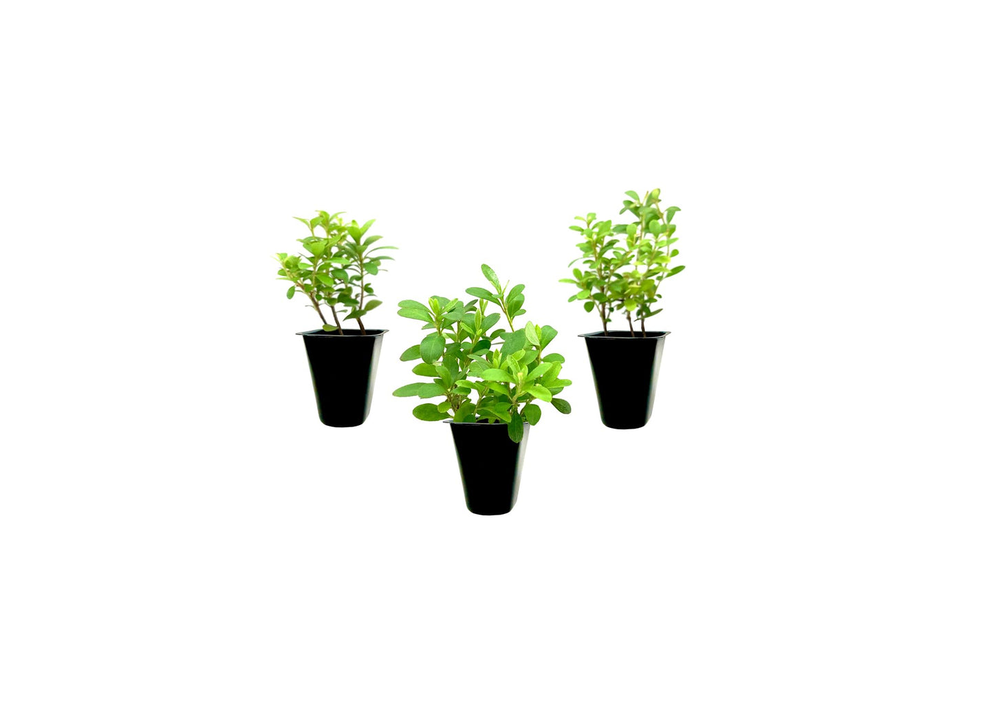 Azalea Vivid | 3 Live Plants | Red Flowering Rhododendron Blooming Shrubs