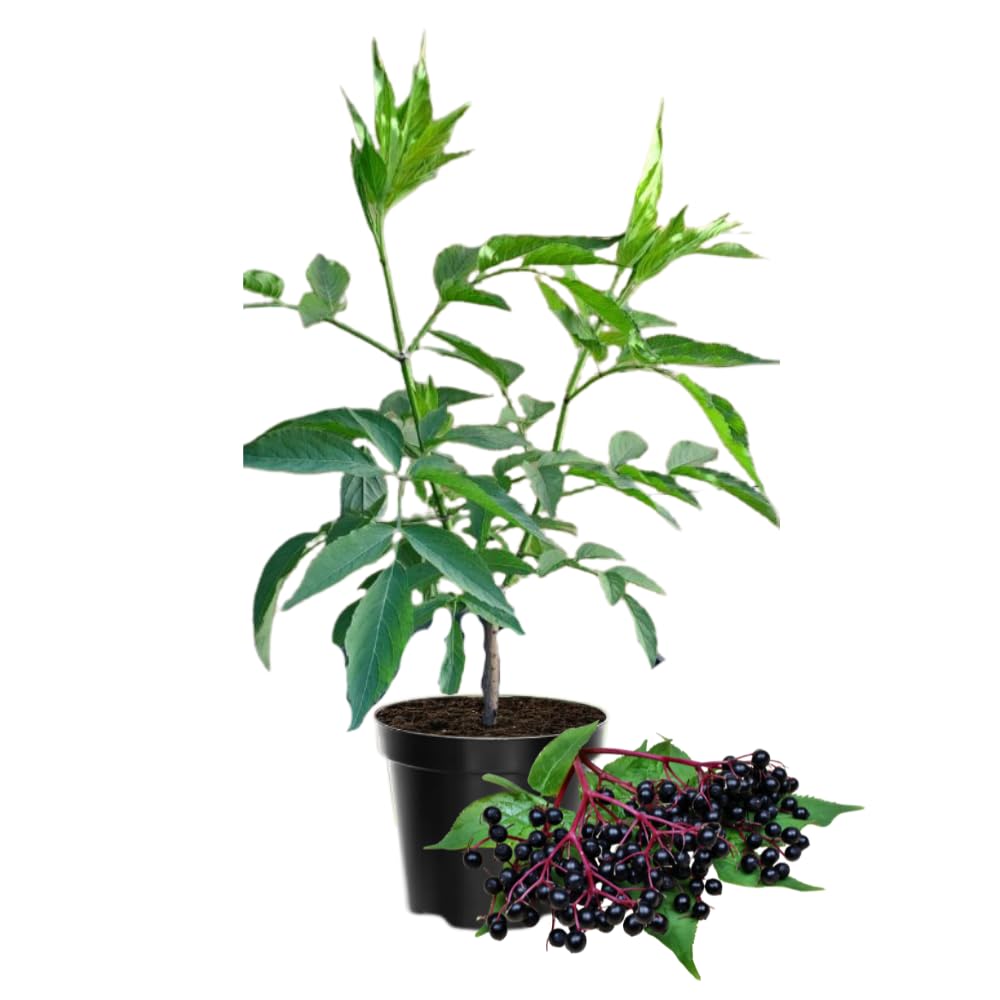 Elderberry Tree Live Plant, Hardy Elderberry Fruit-Bearing Shrub for Garden, 1 Year Old Black Elderberries in Quart Pot