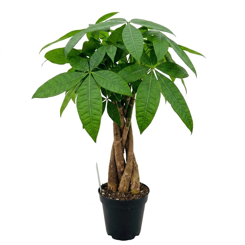 NYGardenia Money Tree Live Plant, Pachira Aquatica, 4 Inch Pot, Braided Indoor Houseplant, Easy Care