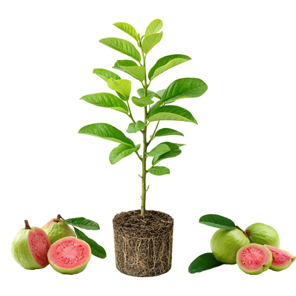 Pink Guava Tree Live Plant, 4-6 Inch Tall Guava Plant, Easy-to-Grow, Hardy, Sweet Tropical Fruit Tree for Garden & Outdoor Spaces, Ready to Grow