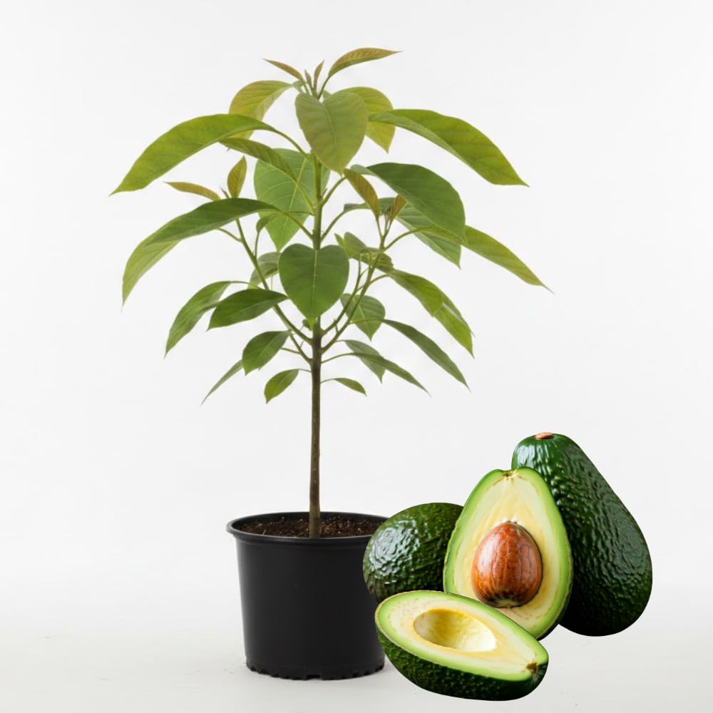 HASS Avocado Trees Live Plants in 3 Gallon Pot, Cold Hardy Fruit Tree, 1-2 Feet Tall, Ready for Planting, No Ship to CA