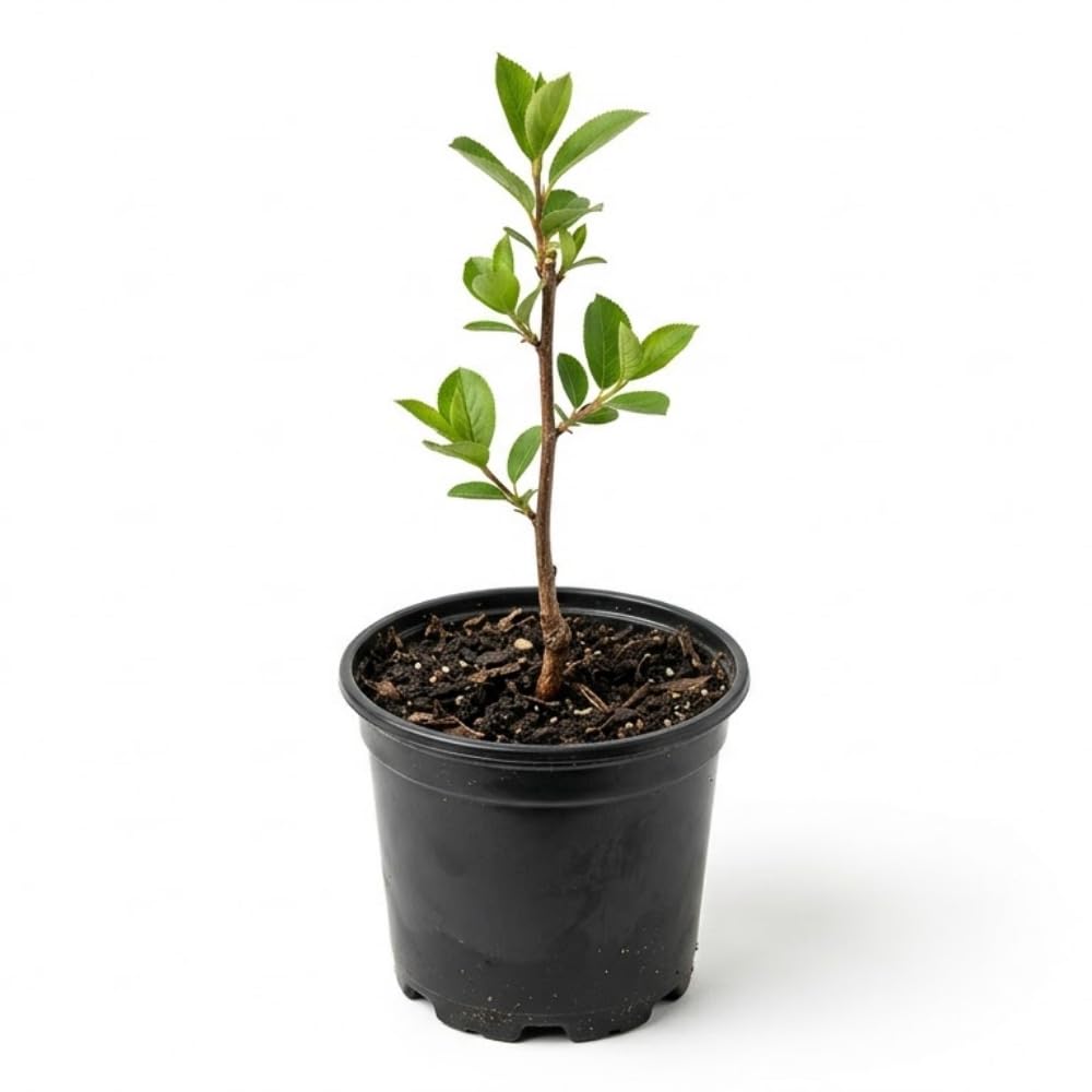 Red Chokeberry Live Plant, 4-7 Inch Tall Potted Aronia Shrub, Hardy Berry Plant for Garden, Landscape, and Container Growing