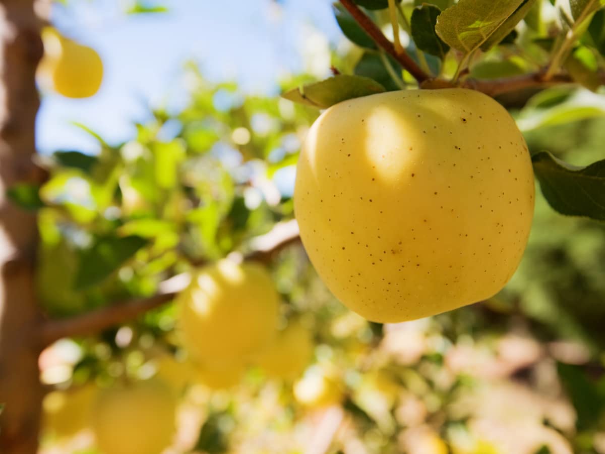 TriStar Plants - Yellow Delicious Apple, 1 Gallon Pot - Healthy Established Roots, Golden Delicious Apple, Dwarf Apple Tree, Apple Pie, Yellow Apple Name