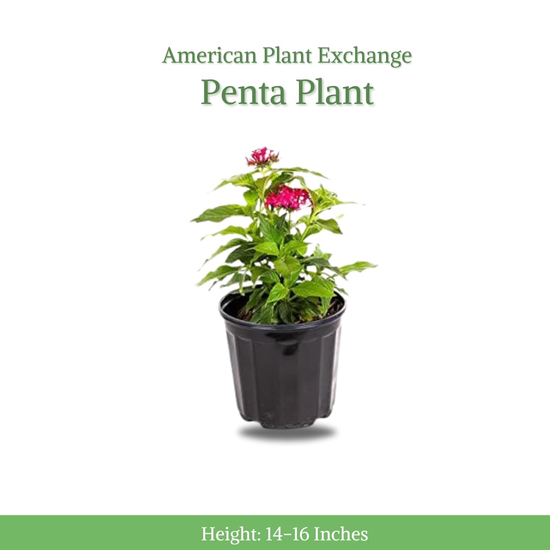 American Plant Exchange Penta 'Lipstick' – 6-Inch Pot – Live Flowering Plant with Bright Red Star-Shaped Blooms, Heat-Tolerant Outdoor Annual for Pollinator Gardens, Patios & Containers