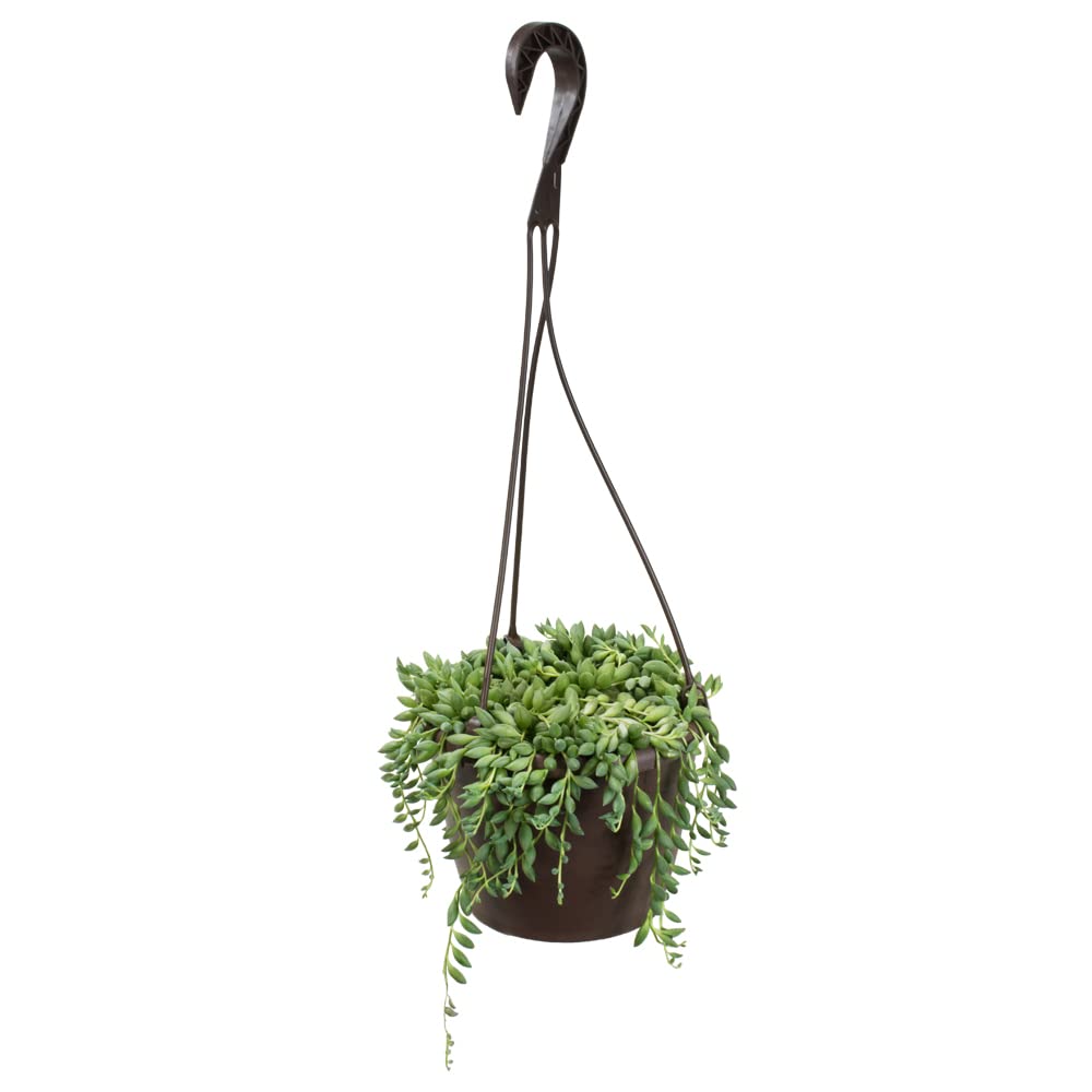 Raindrops Succulents Plants Live in Hanging Planter, Succulent Plant Basket Indoor Plants, Live Succulents Plants, Hanging Plants Succulents Live Trailing Succulent Plants Live by Plants for Pets