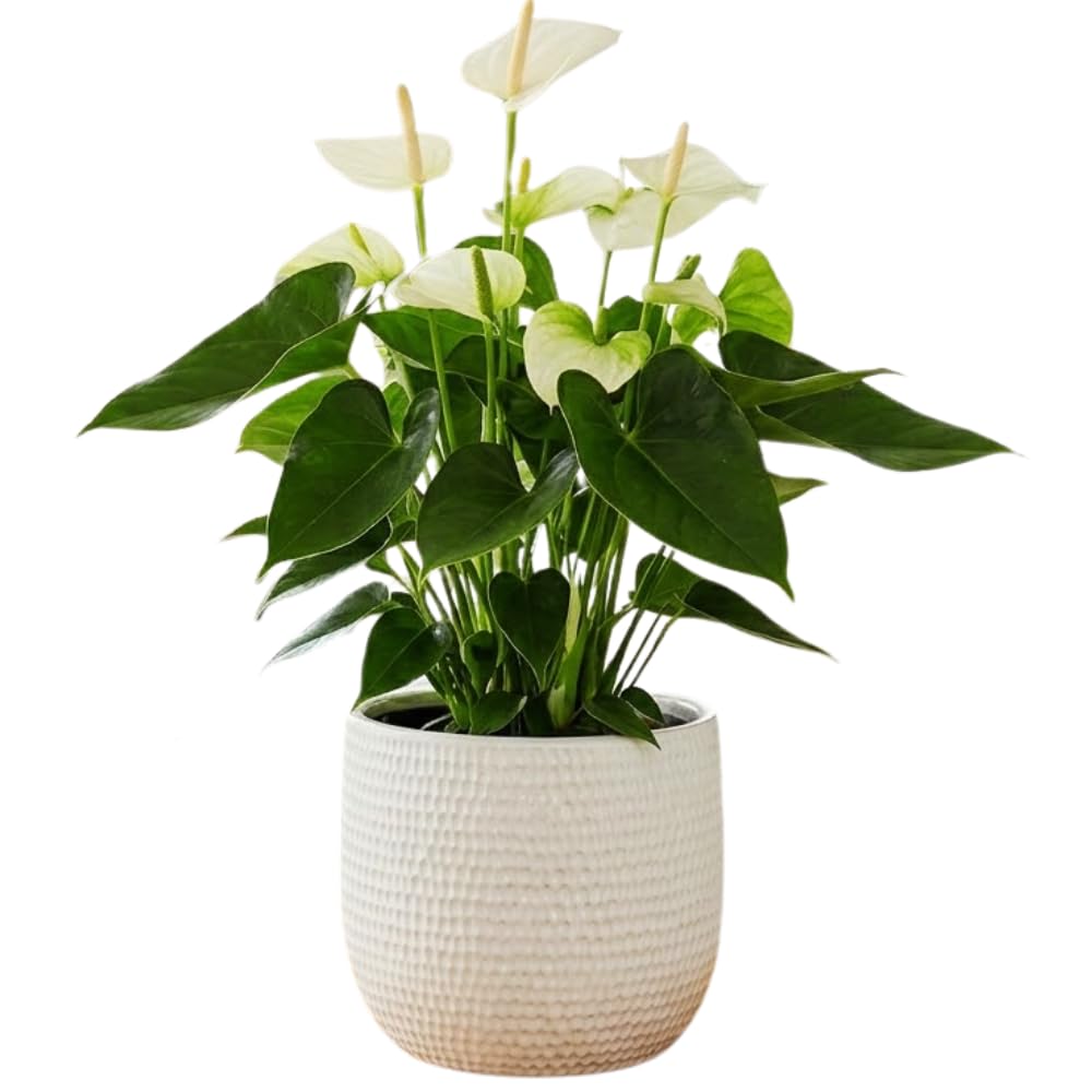 White Anthurium Plant Live, Anthurium Flower Tree, 6'' Pot, Houseplant Live Plant for Home Decoration, No Ship to CA