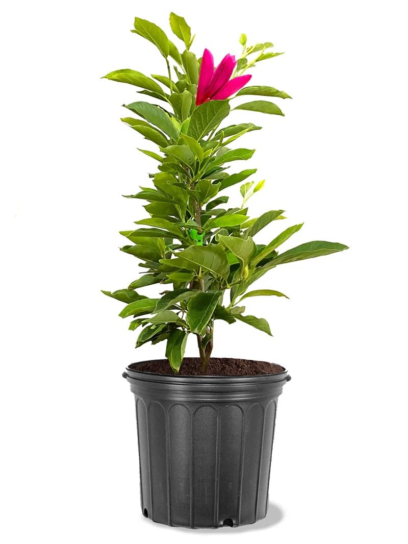 Ann Magnolia Tree, 1 Gallon Potted, Compact Purple-Red Blooms – Ideal for Small Gardens | Arbor Day Foundation (Due to Agricultural Laws, Unavailable to CA or AZ)