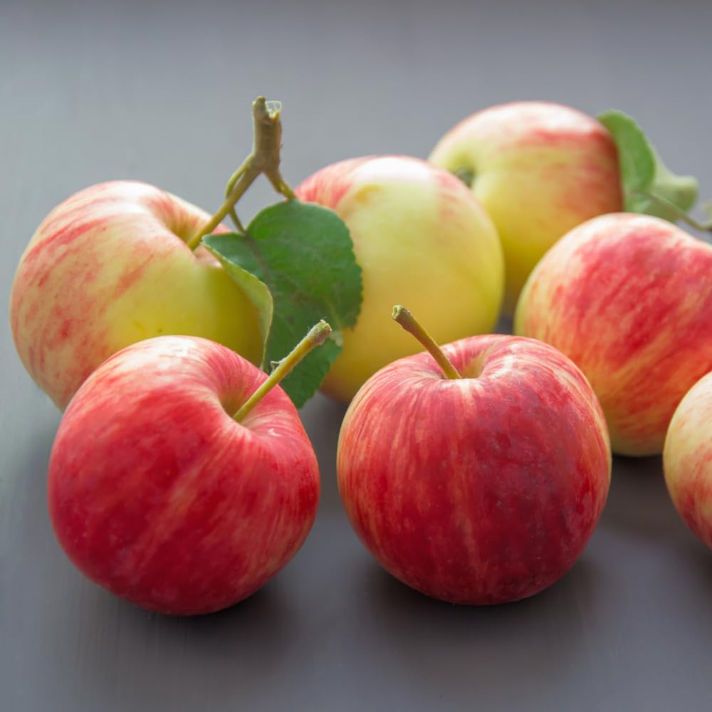 Honey Crisp Apple Tree Live Plant Up to 3 Feet, Bare Root Dormant, Spring Break Fruit Sweet Apple Trees Live Plants for Outdoor Planting, Cold Hardy Fruit