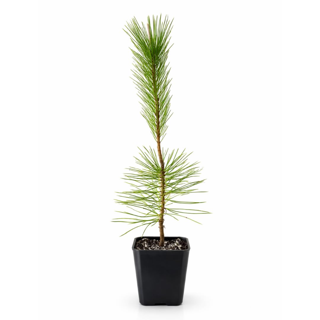 My Shelfie - Japanese Black Pine Bonsai Tree, Tall Bonsai Tree Live, Live Plants for Outdoor or Indoor Garden, 2-Inch Pot