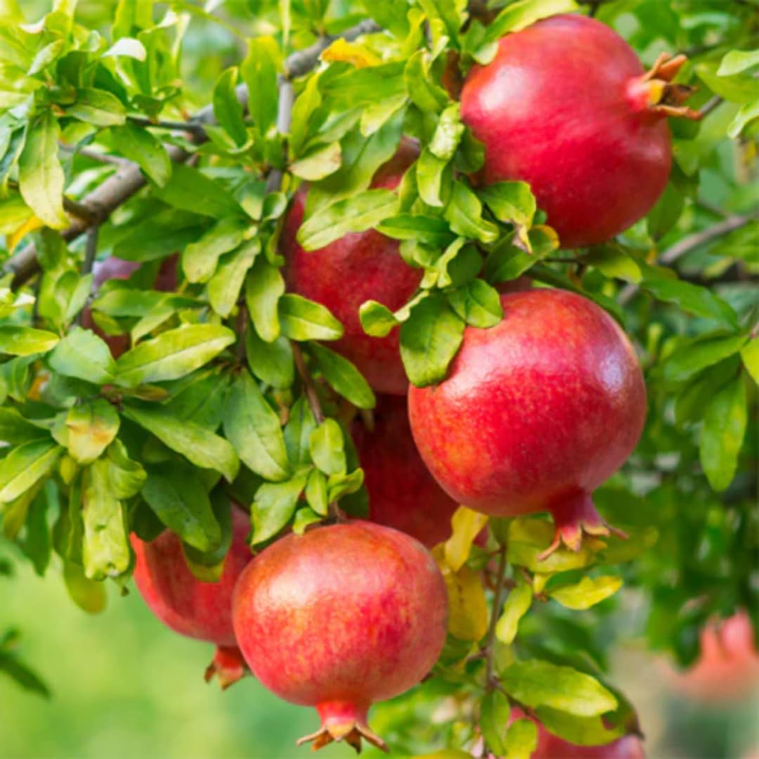 2 Red Pomegranate Trees Live Plants, Well-Rooted, 5-9 Inches Tall, Large Sweet Fruit for Your Garden