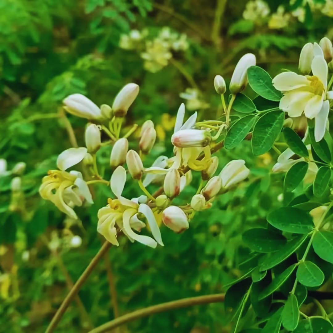 2 Moringa Trees Live Plants, Moringa Oleifera Plants, 4 to 6 Inc Tall, Easy to Plant Outdoor Gardening