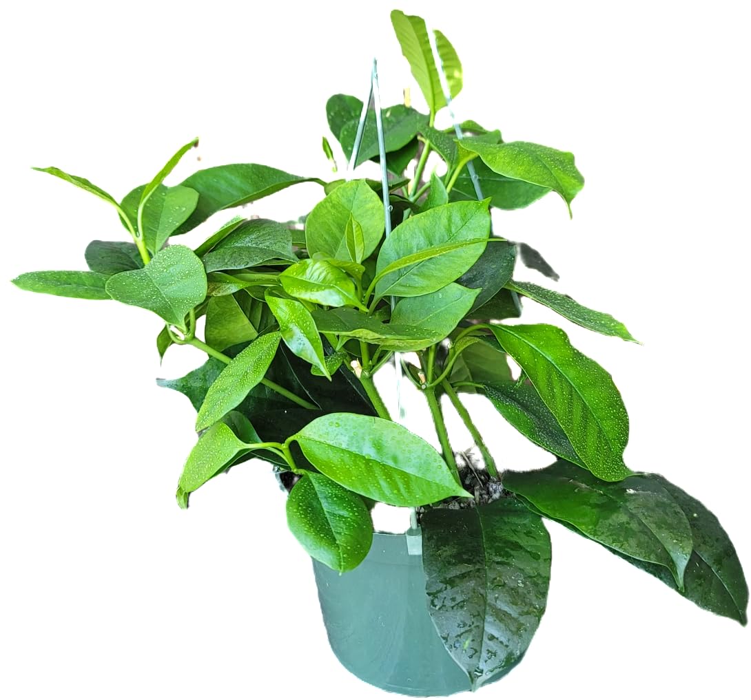 Hoya Shooting Star - Hoya Multiflora - Hoya Plants Live Houseplants - Stunning Shooting Star-Shaped Blooms - Air Purifying Tropical Vine - CA Seller (2 Plants in 4.5" Pot)