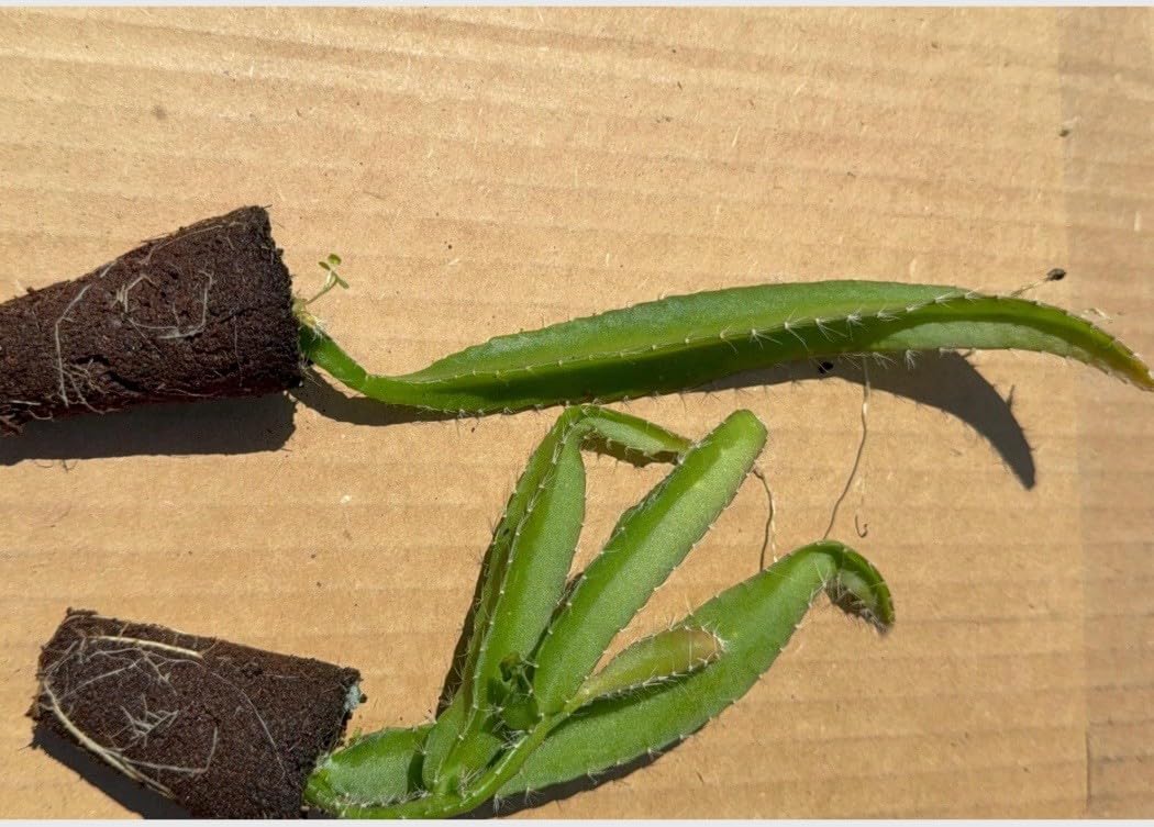 Live Plant - 1 Yellow Dragon Fruit Live Plant Hylocereus megalanthus Tropical Starter Plant