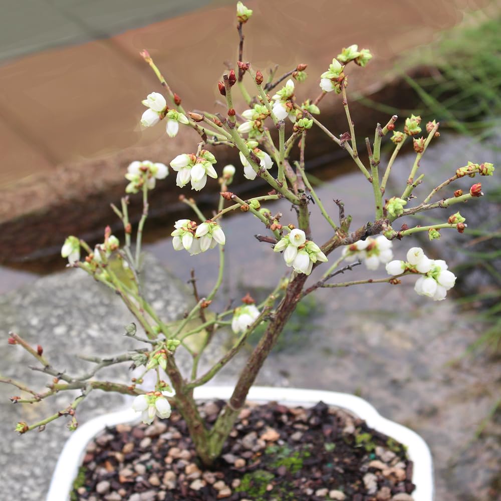 Brussel's Bonsai Live Dwarf Blueberry Bonsai Tree - Small, 4 Years, 6 to 8 Inches Tall - Outdoor Live Bonsai Tree with Ceramic Bonsai Pot