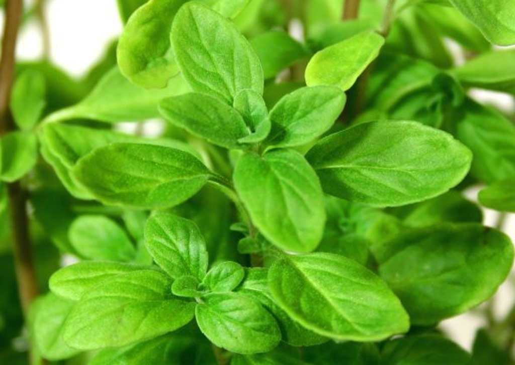 Clovers Garden Sweet Marjoram Herb Plants- Two (2) Live Plants - Non-GMO - Not Seeds -Each 4"-8" Tall- in 4 Inch Pots, Use in Soups, Stews & Italian Dishes