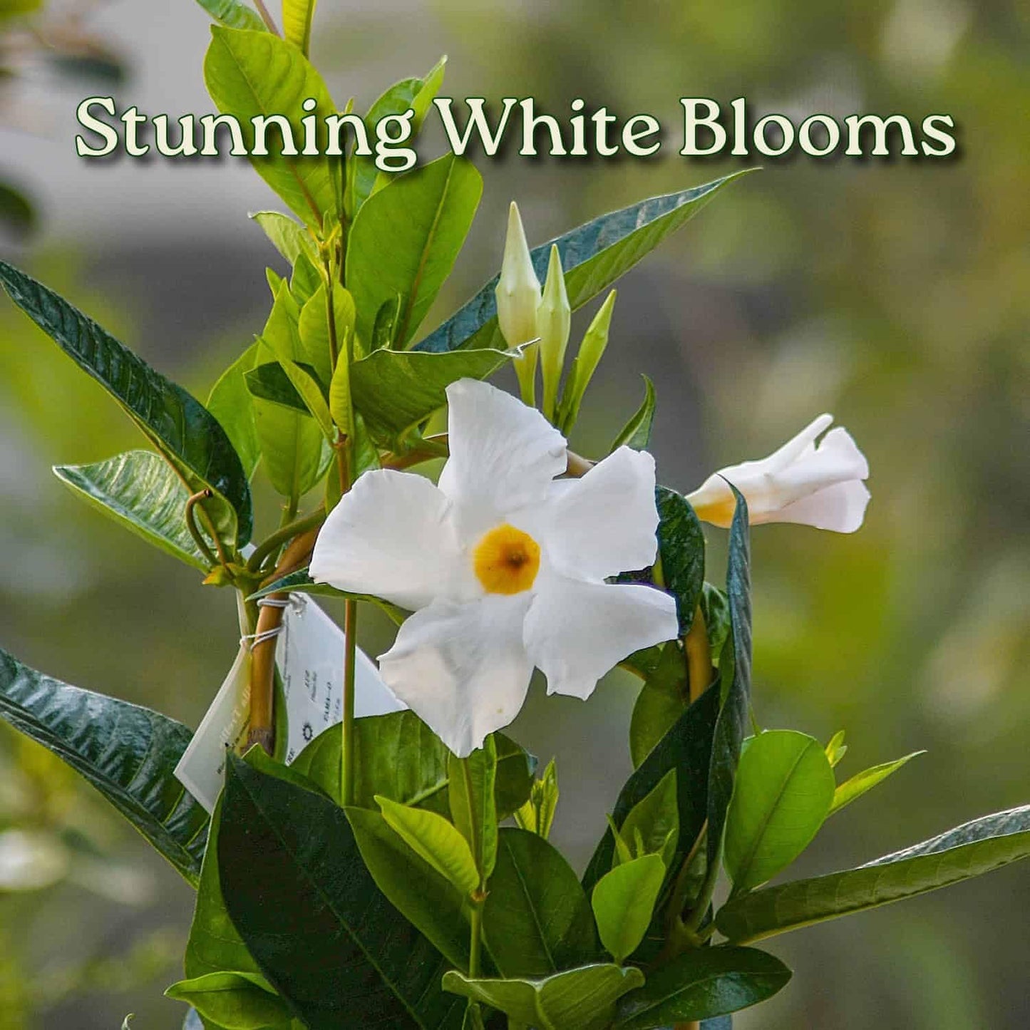 White Mandevilla Plant - Live Flowering Plant with Trellis - 18 inch Hoop, 18 inch to 20 inch Overall Height - 1 Gallon Planter - Tropical Plants of Florida (Plant + Heat Pack)