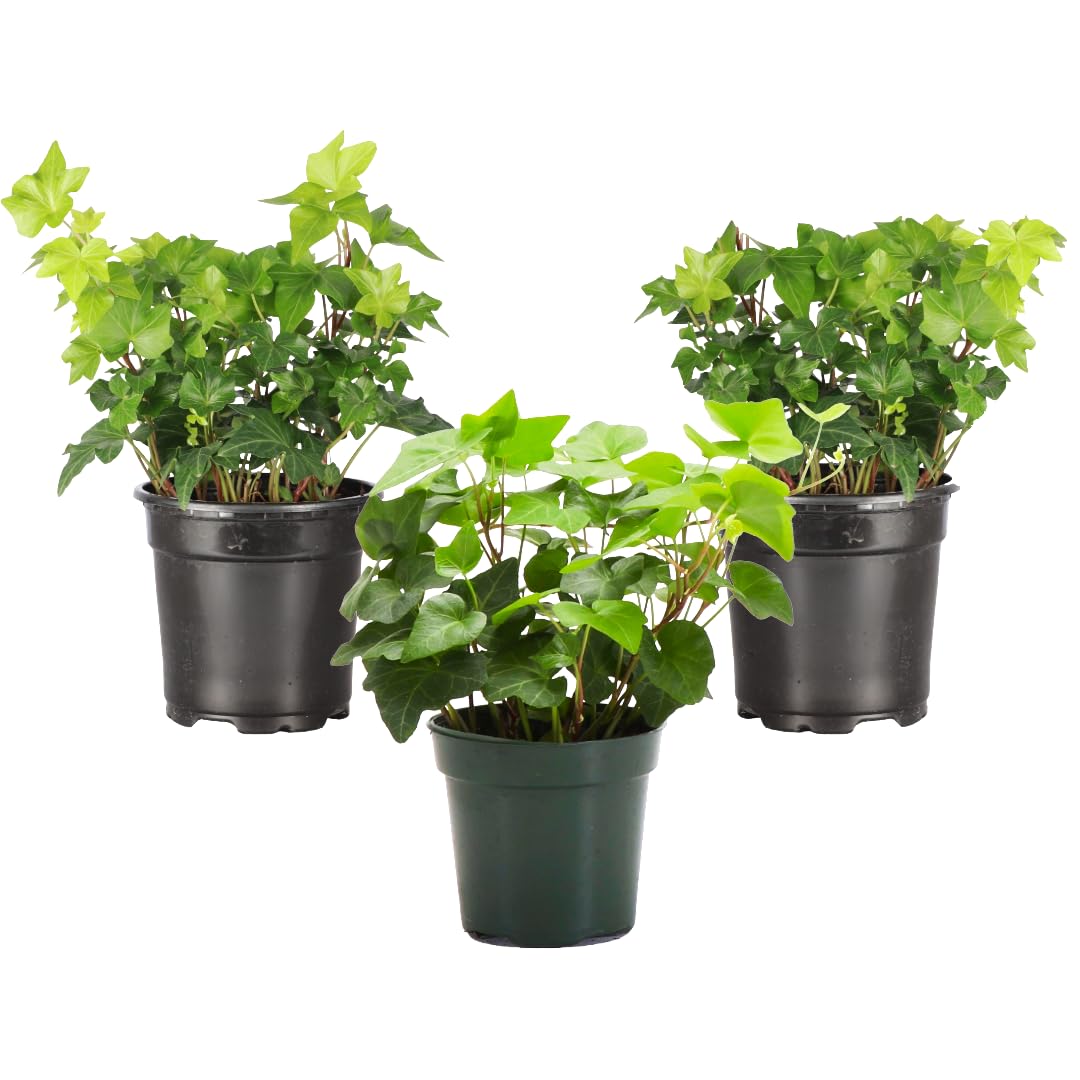 Thorsen's Greenhouse Live Green English Ivy Plant, Hedera Helix, Natural Air Purifier, Easy to Grow, Live Indoor Houseplant, 4" Diameter Pot (3 Pack Nursery Pots)