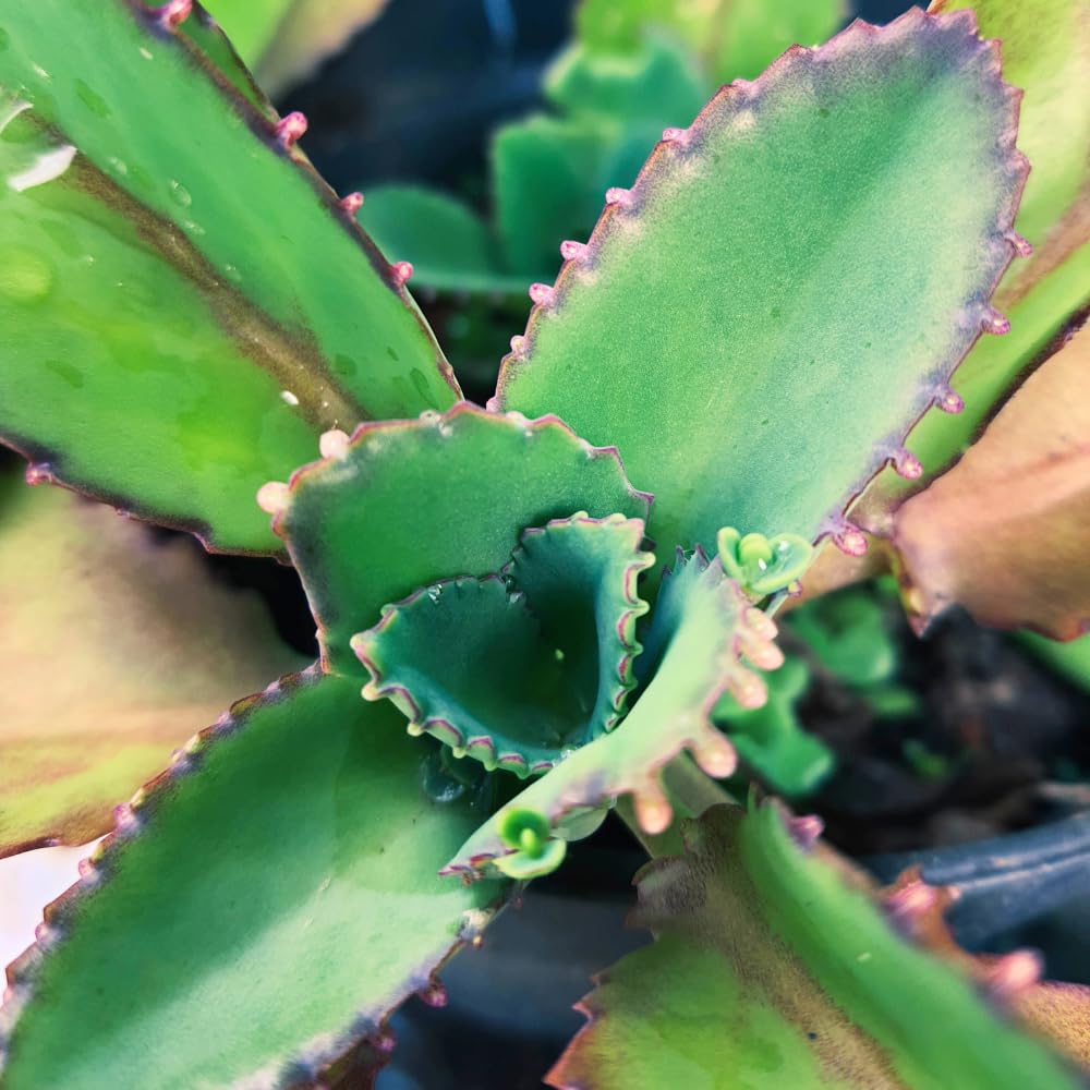 Mothers of Thousands Kalanchoe Live Plant 3 to 5 Inc Tall Starter, Kalanchoe Succulent, in Pot