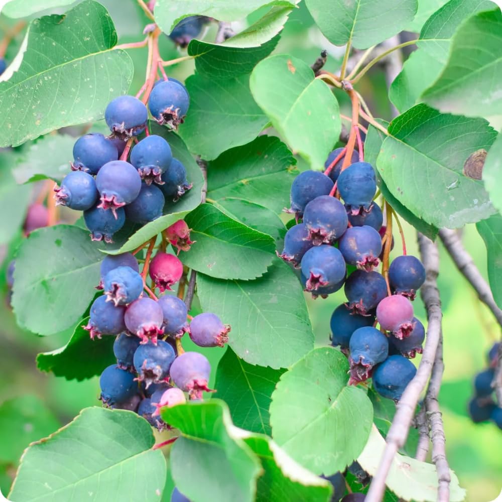 Serviceberry Plant Live for Planting 6 to 12 Inch Tall, Thornless Serviceberry Bush Live Plant for Outdoor