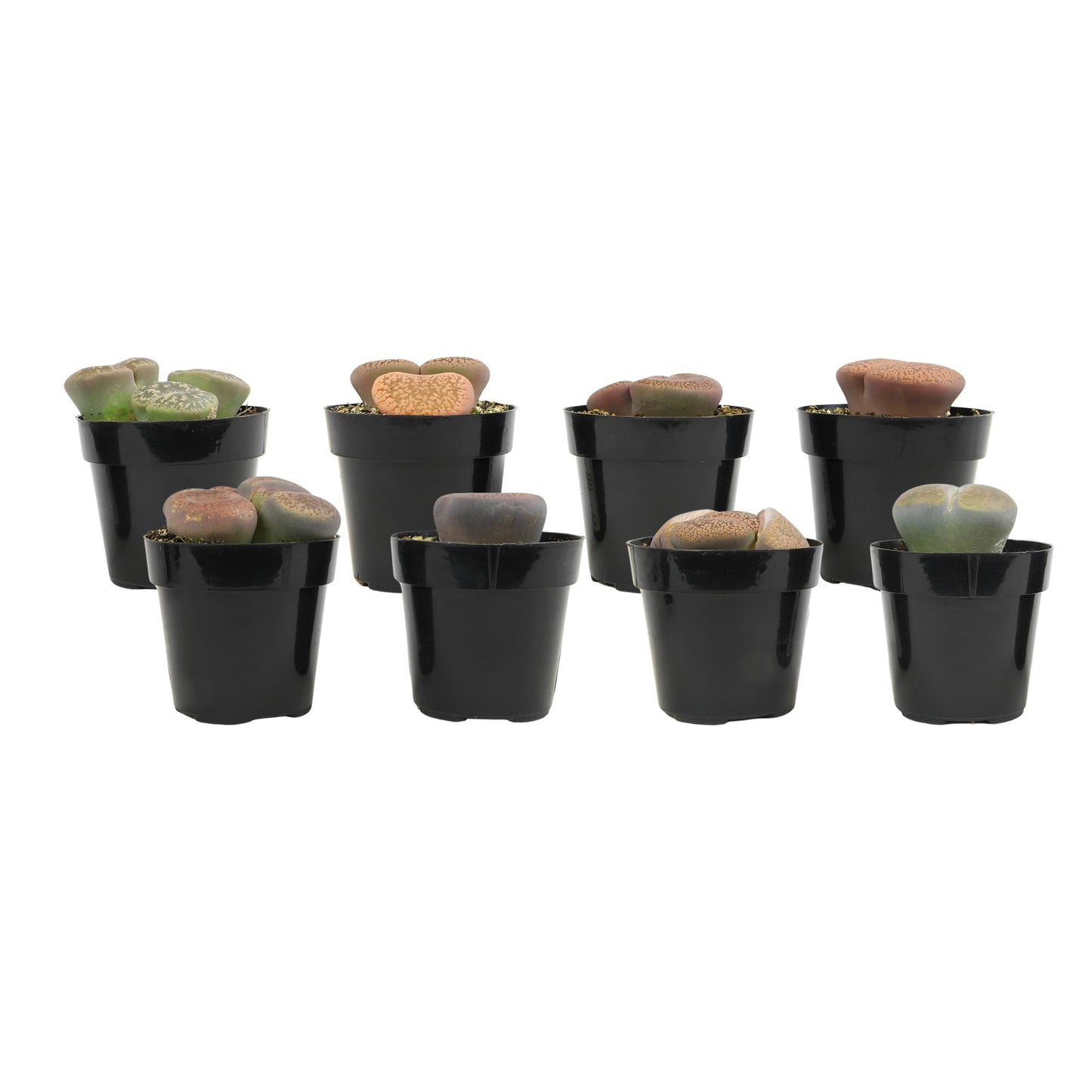 Altman Plants XL Giant Living Stones Succulents (8PK) Lithops Live Plants & Real Succulents, Pet Safe Plants & Live Succulent Plants, Pet Friendly Plants, Live Plants in 2.5" Pots with Succulent Soil