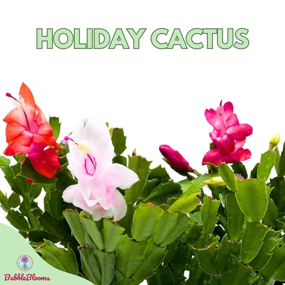 BubbleBlooms Christmas Cactus, 4 inch Xmas Thanksgiving Easter Holiday Schlumbergera Cacti Pink Red White Assorted Flower