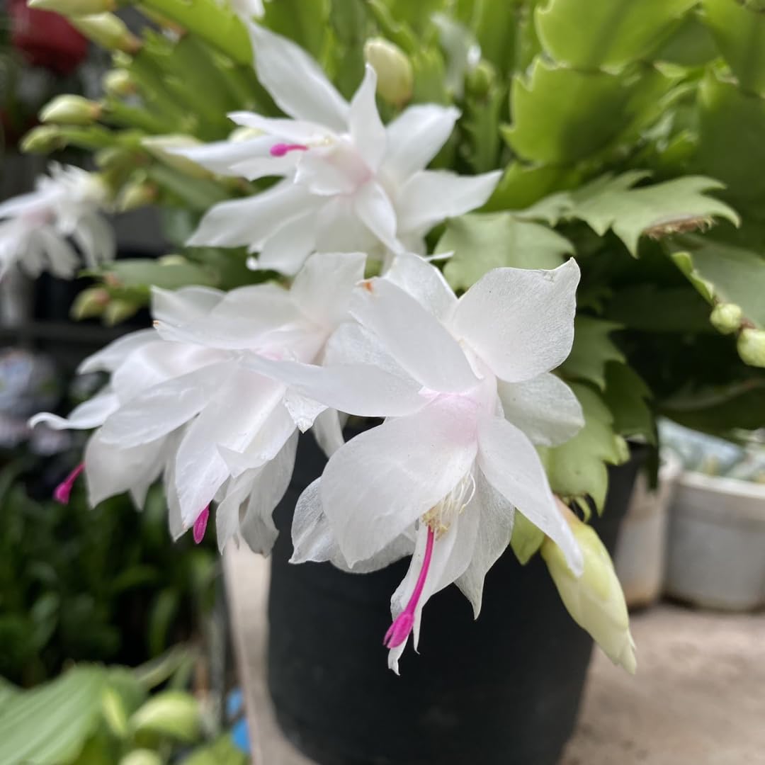Christmas Thanksgiving Cactus Live Plant in 4 Inch Pot | Beautiful Christmas Cactus Plants | Easy-Care Indoor Houseplant | Perfect Holiday Gift for Plant Lovers | Random Color