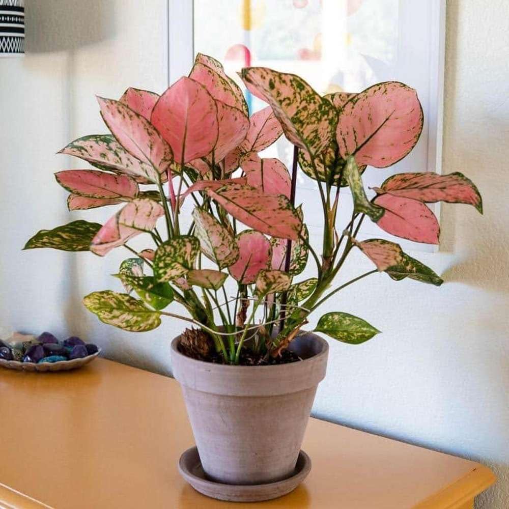 Chinese Evergreen Lady Valentine Live Plant for Indoor | Different Houseplants in 4'' & 6'' Pot | Real House Plant for Living Room, Office, Desk & Bathroom | Aglaonema