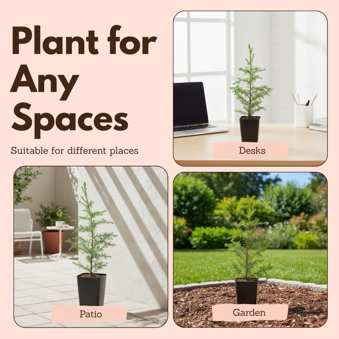 My Shelfie – Arizona Cypress Bonsai Starter Tree (Cupressus arizonica), Live Evergreen Plant for Indoor or Outdoor Bonsai Forest Garden, Home & Living Room Décor (1)
