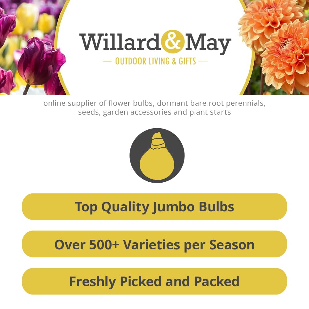 Mixed Oriental Lilies (8 Pack of Bulbs) - Freshly Dug Lily Flower Bulbs | Perennial Comes Back Each Year | Summer Flower Blooms | Great for Cut Flower Vases