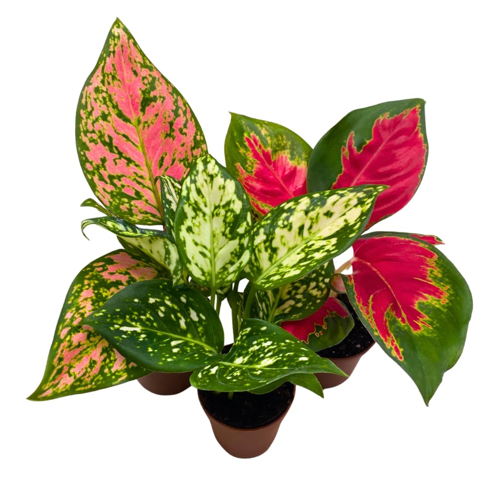 BubbleBlooms Aglaonema Assortment 2 inch Pots Set of 3 Chinese Evergreen
