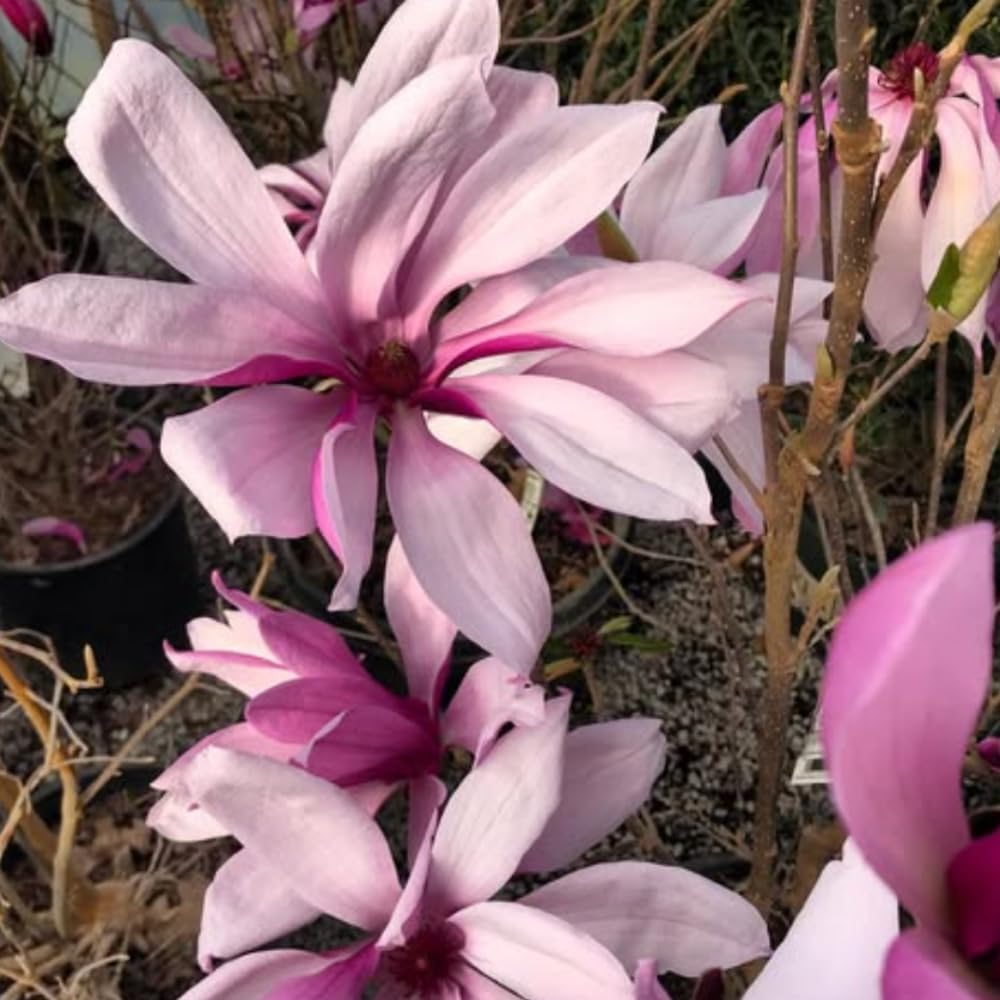 1 Year Old Jane Magnolia Tree in 2.5" Pot, Fragrant Pink White Flowers, Dormant in Winter, 6-12 Inch Magnolia Trees Live Plants, No Leaf