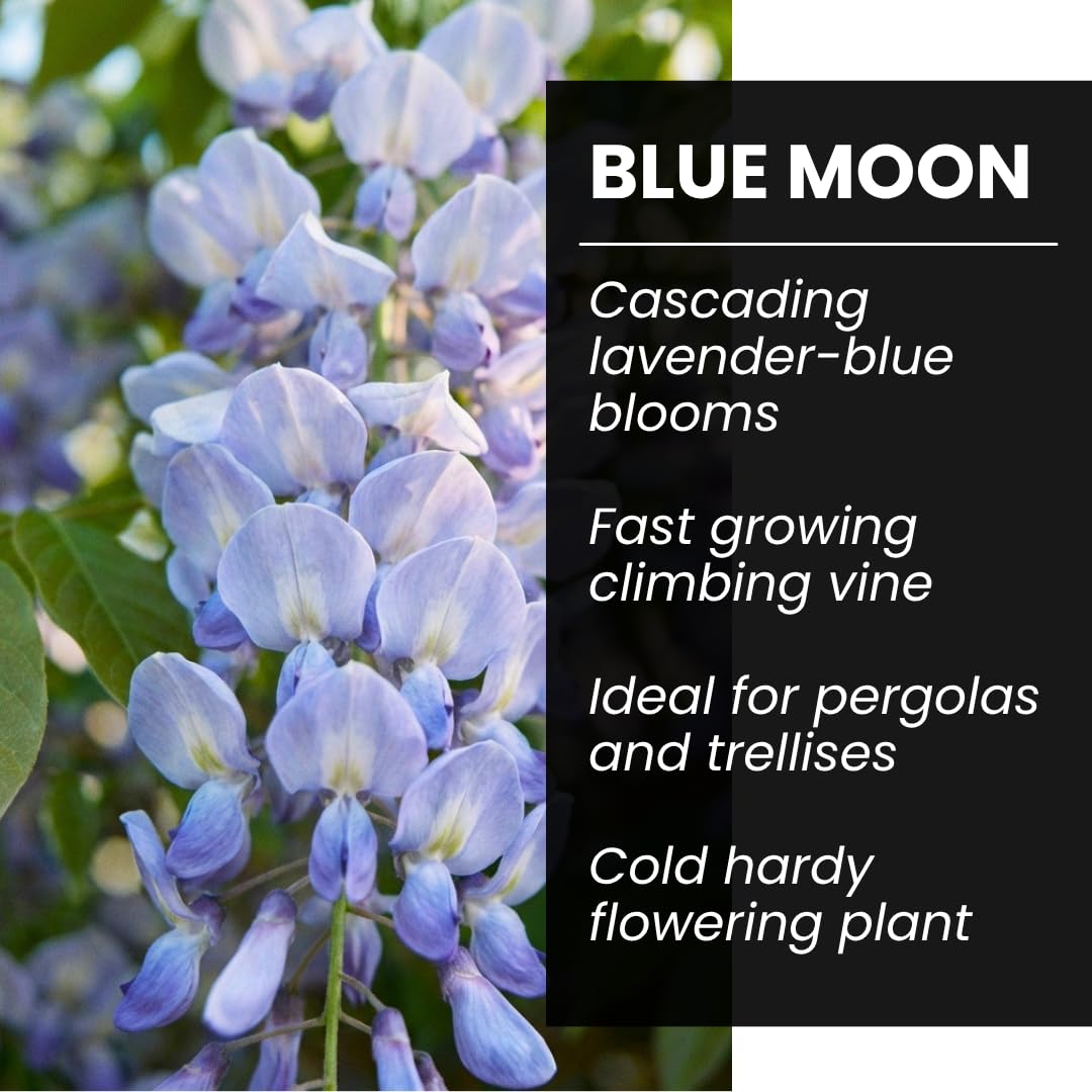 Red, White and Blue Ornamental Tree Collection – Red Maple, White Weeping Willow & Blue Wisteria – Live Outdoor Plants for Landscaping, Garden Focal Points & Seasonal Color