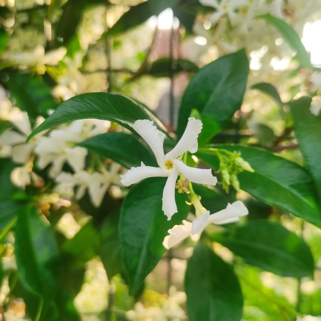 Live Star Jasmine Vine, Fragrant Flower Plant, 3 Inch Pot, Well Rooted for Indoor or Outdoor Growing