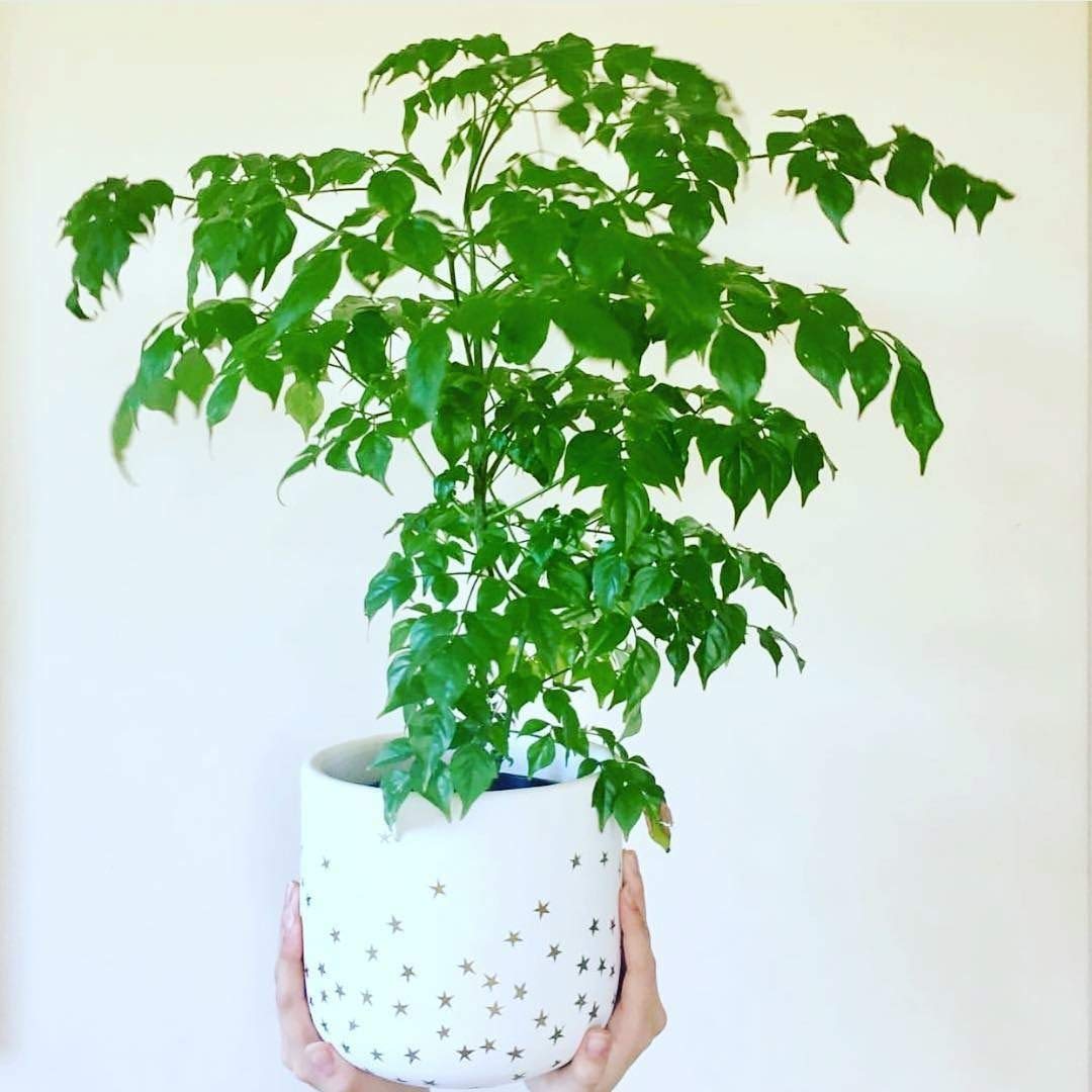 China Doll Plant - Live Plant in a 6 Inch Pot -Radermachera Sinica - Beautiful Easy Care Indoor Houseplant
