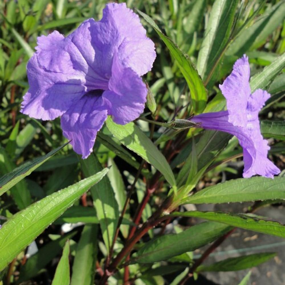 Purple Showers Ruellia Live Plants | Pack of 2 (Two) | 5-9" Tall | Tall Mexican Petunia | Heat Tolerant Perennial for Rain Gardens & Privacy Borders | Deep Violet Sterile Blooms (Zone 8-11)