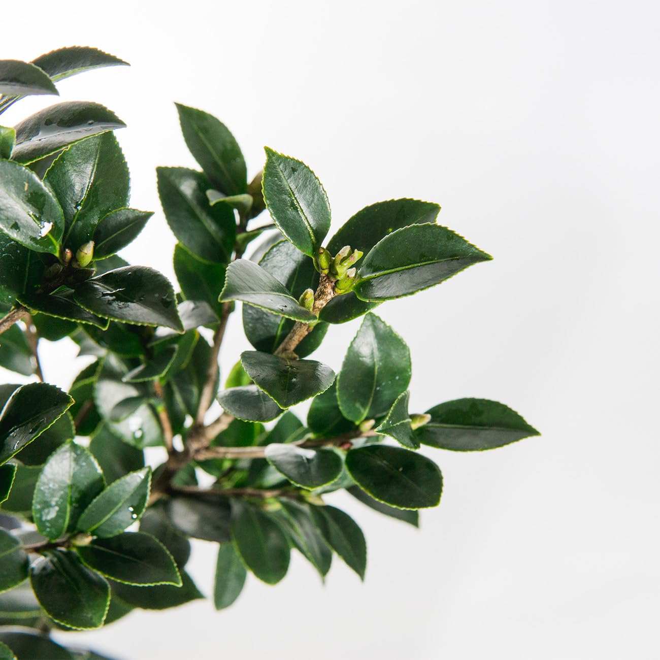 PERFECT PLANTS Yuletide Camellia Bush 1 Gallon | Live Shrub for Outdoor Planting | Beautiful Early Spring Flowers | Red Flower with Yellow Center