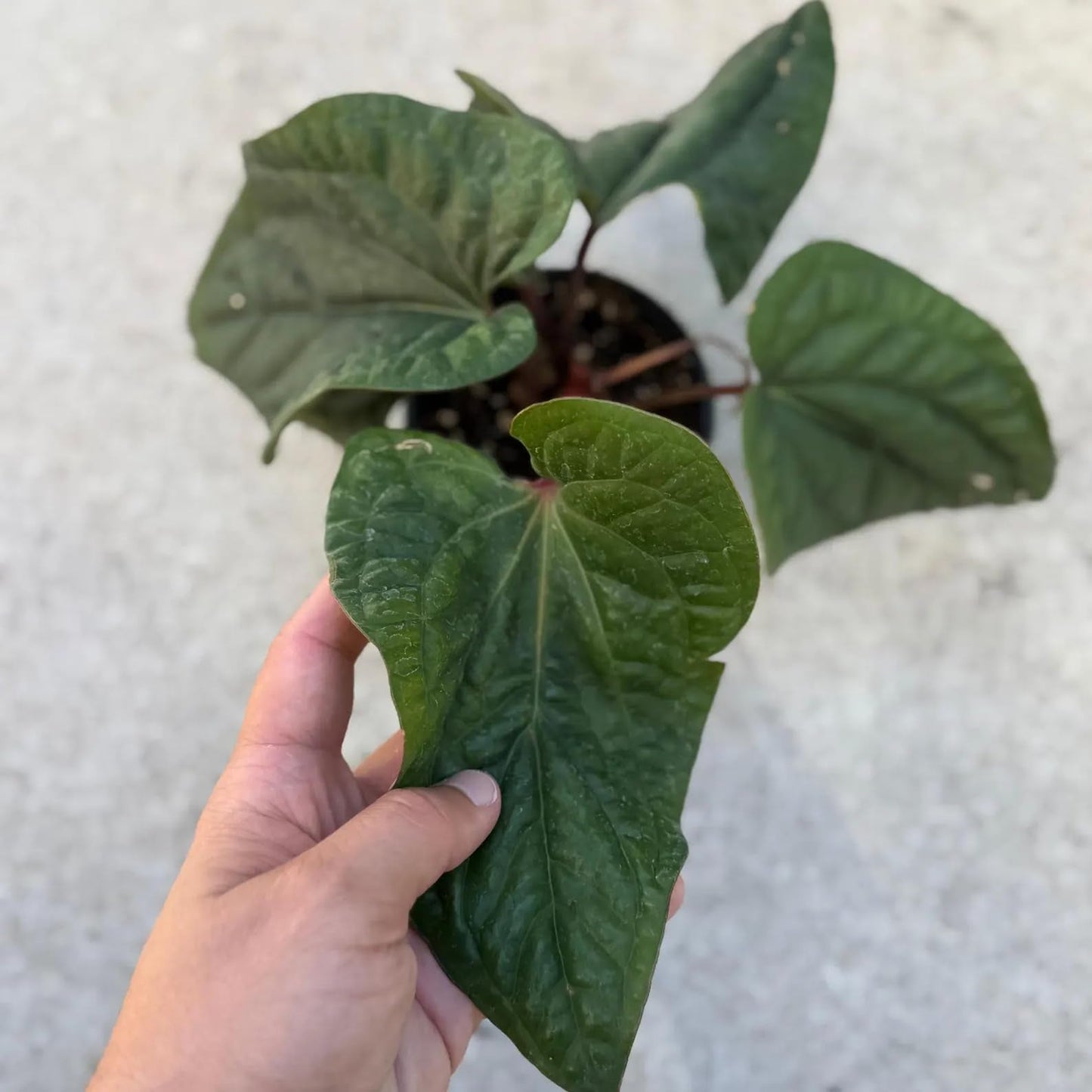 Anthurium Radicans x Luxurians Live Plant | Dark Green Anthuriums | House Plants Cuttings | Indoor Collector Houseplants Outdoor Garden Gift (Heat Pack Included)