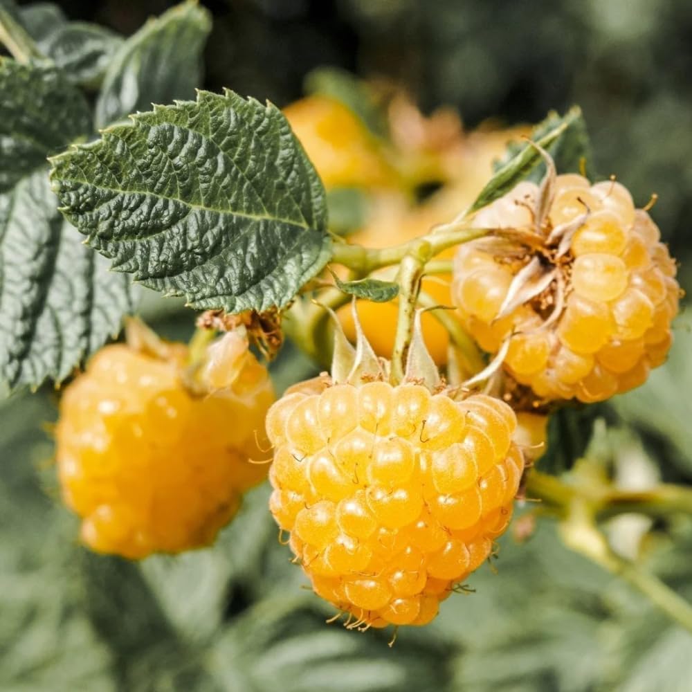 2 Fall Gold Raspberry Plants Live, Sweet Raspberry Bush Shrub to Grow, Well-Rooted 4-8" in Tall, Cold Hardy