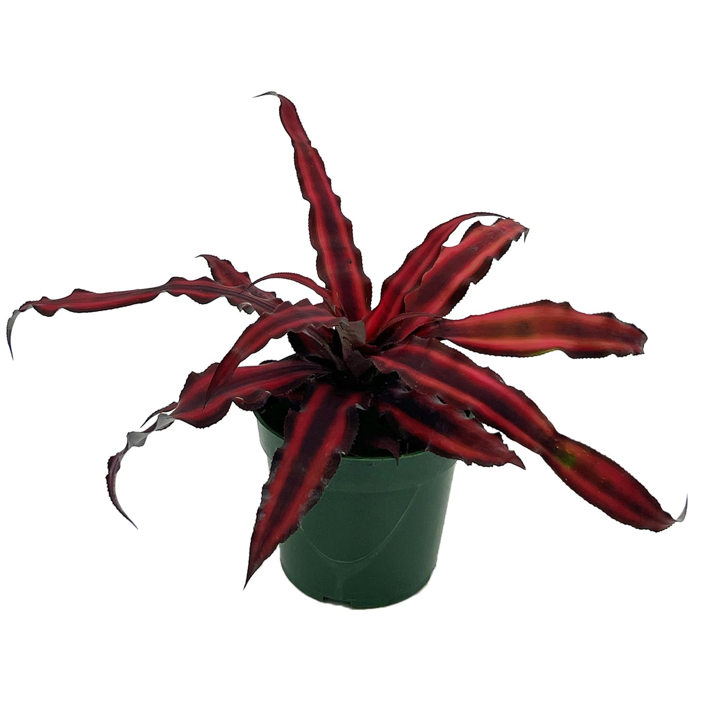 ragnaroc Live Plants – Cryptanthus ‘Red Star‘, 4-8" in 4" Pot - 1ct - Live Arrival Guaranteed - Succulents and House Plants for Home Decor & Gift