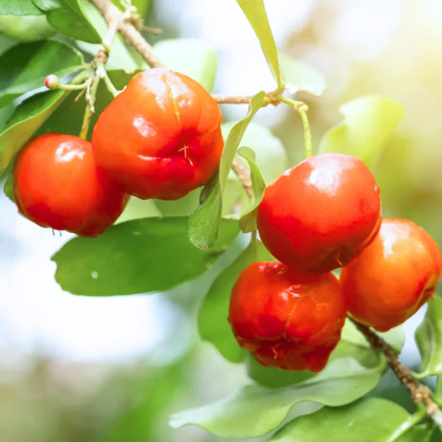 Barbados Cherry Tree, 4-8 Inch Tall, Acerola Barbados Cherry Plant Live for Planting Indoor Outdoor Ornamental Garden, No Pot