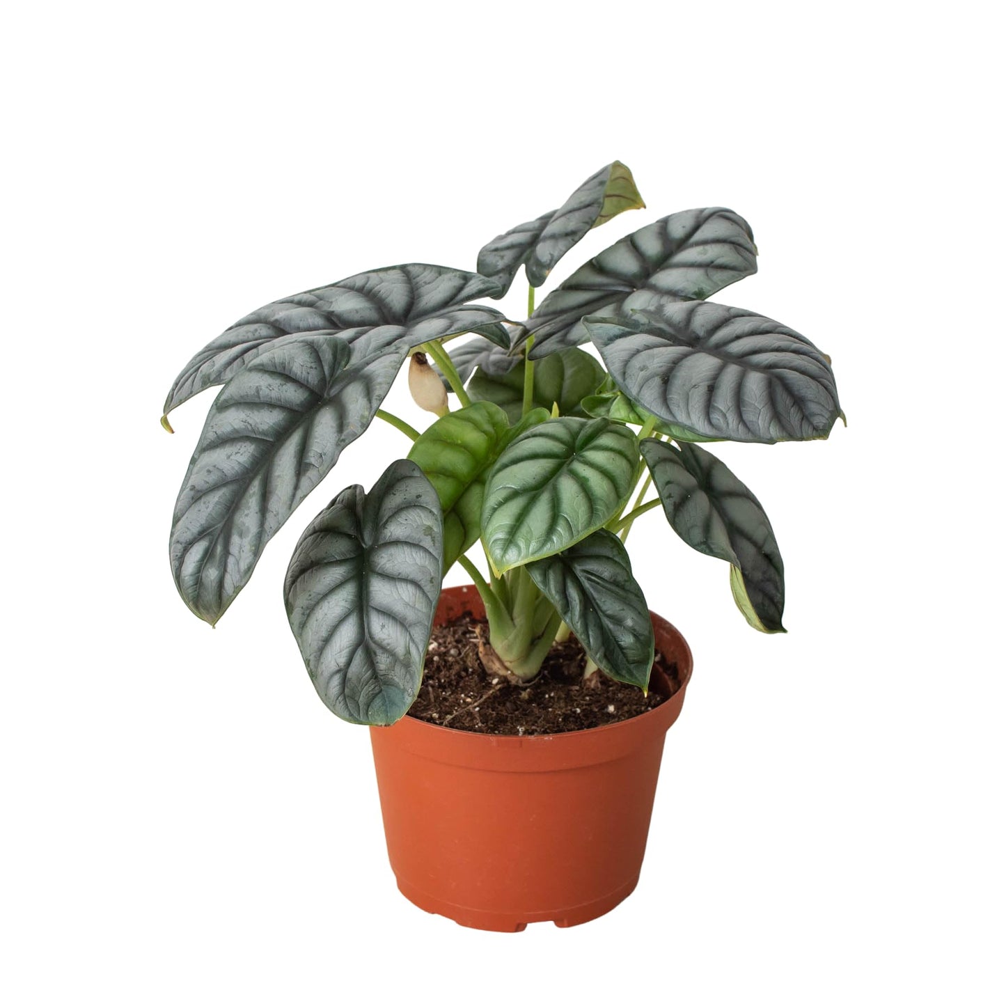 Alocasia Silver Dragon | Live Plant for Indoor & Outdoor | for Living Room, Office, Bathroom | (4" Pot)