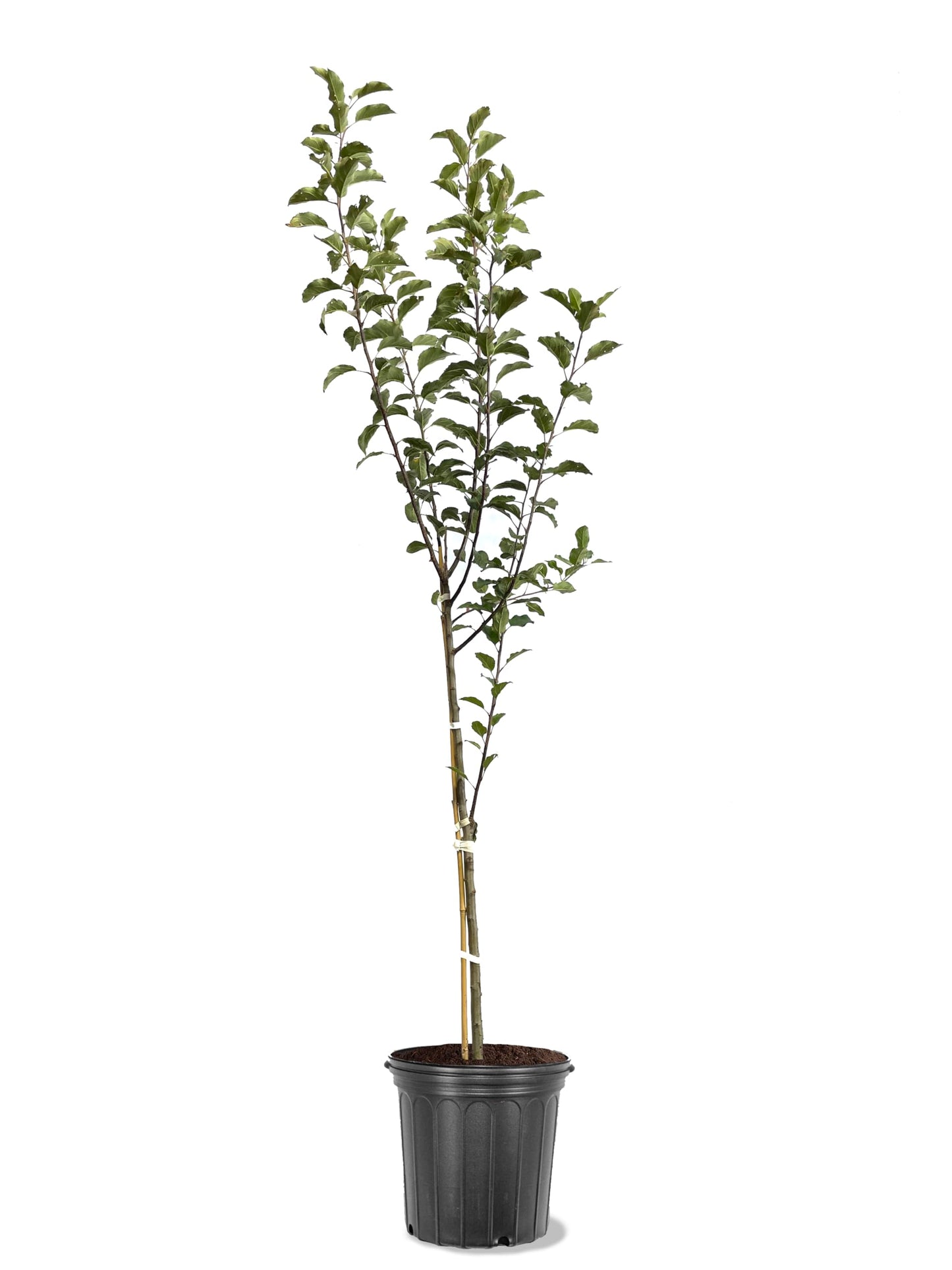 American Plant Exchange Apple Tree 'Melrose' – Live Fruit-Bearing Plant, 5-Gallon Pot, Cold-Hardy, for Home Orchards, Backyard Gardens & Edible Landscapes