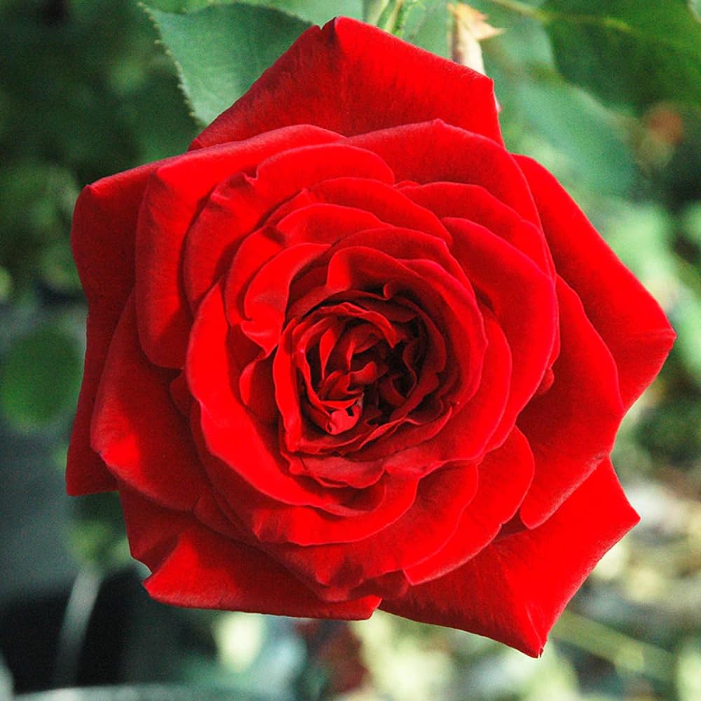 Rose Plant Live in Pot for Planting, Fragrant Roses Flowers, Summer Blooming Ornamental Garden Shrub (Red Climbing Rose)