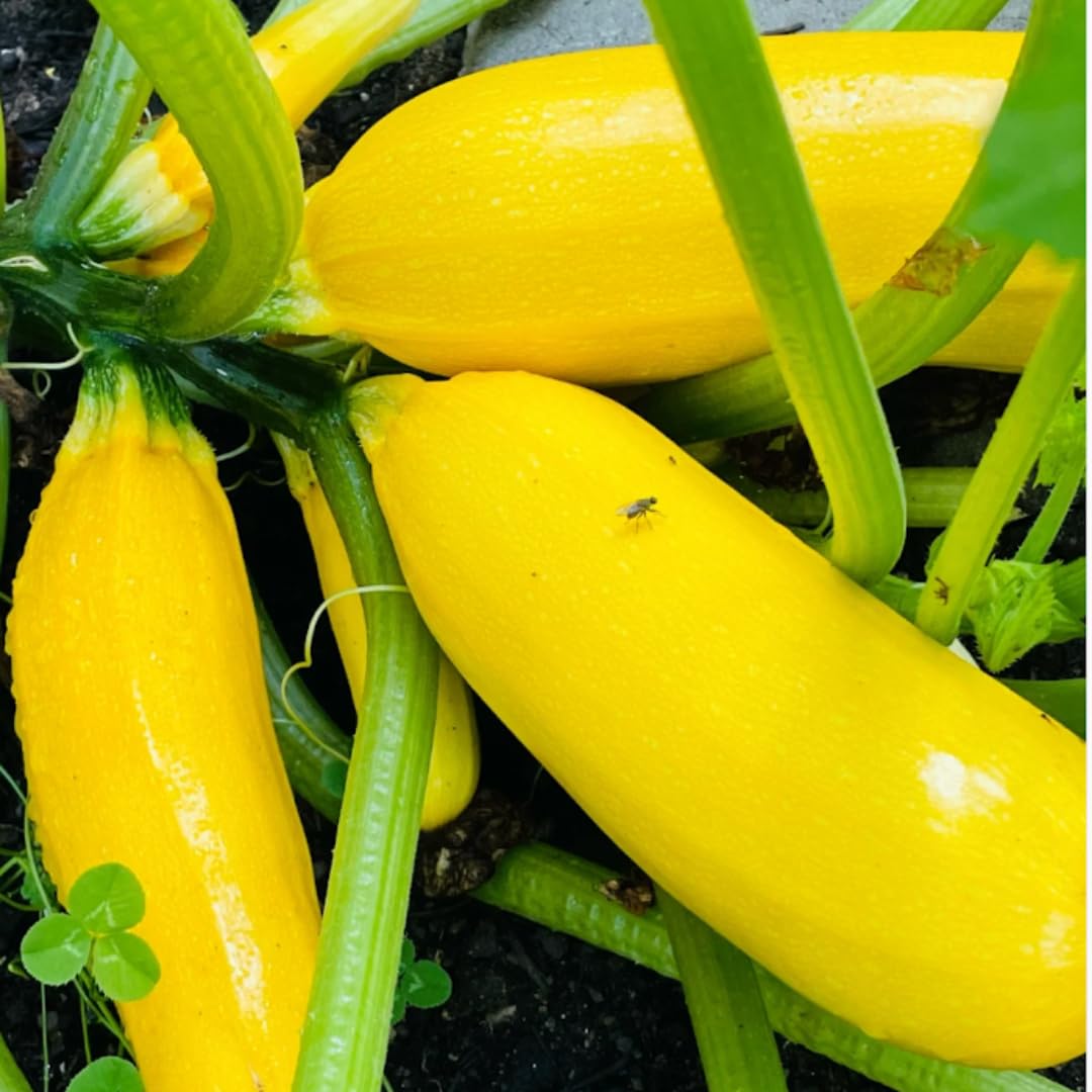 4 Squash Plants Live, 4 Inc Potted, Vegetable Plant 4-7 Inc Tall, Zucchini Plants Live for Planting Outside Inside