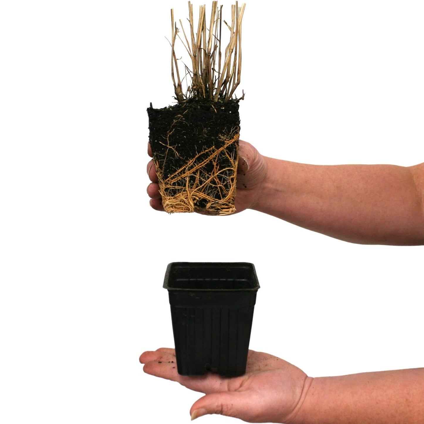 Van Zyverden Ornamental Grass Red Switch Grass One 3.25" Dormant Potted Plant