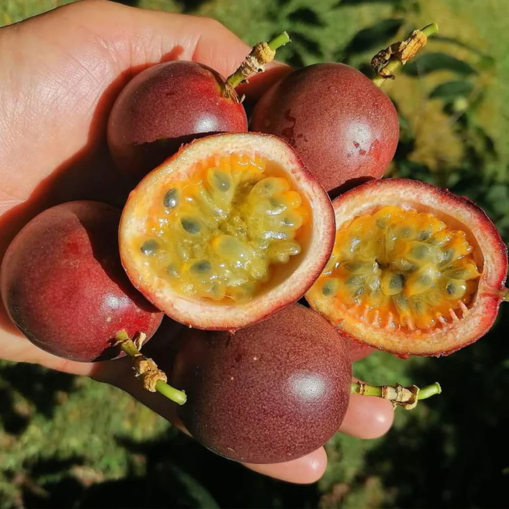 Red Passion Fruit Vine Plant Live, Perennial Tropical Fruit Tree for Garden or Trellis, 5-10 Inches Tall, Passionfruit Seedling