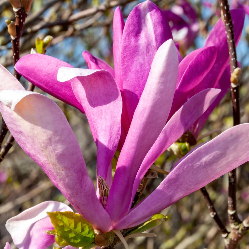 Pack 2 Jane Magnolia Plants Live, Fragrant Magnolia Bush Live Plants 6 to 12 Inch Tall, Tulip Shaped Magnolia Flowers Seedlings in 2.5 Inch Pot