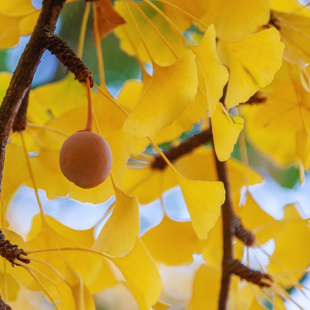 Set of 2 Ginkgo Plants Live Bare Roots, 6-12 Inches Tall, Ginkgo Biloba Trees for Garden, Patio, or Indoor Decoration