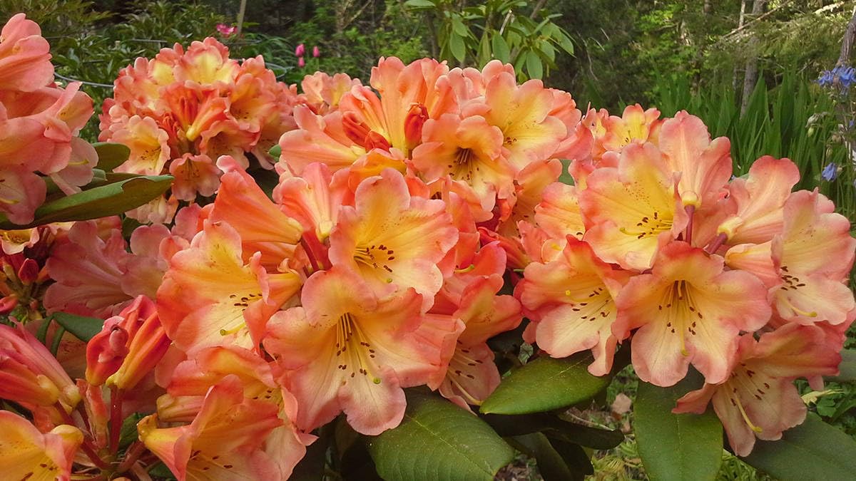 Live Plant - Honey BUTTERAzalea Rhododendron Deciduous Starter Planta Beautiful Color