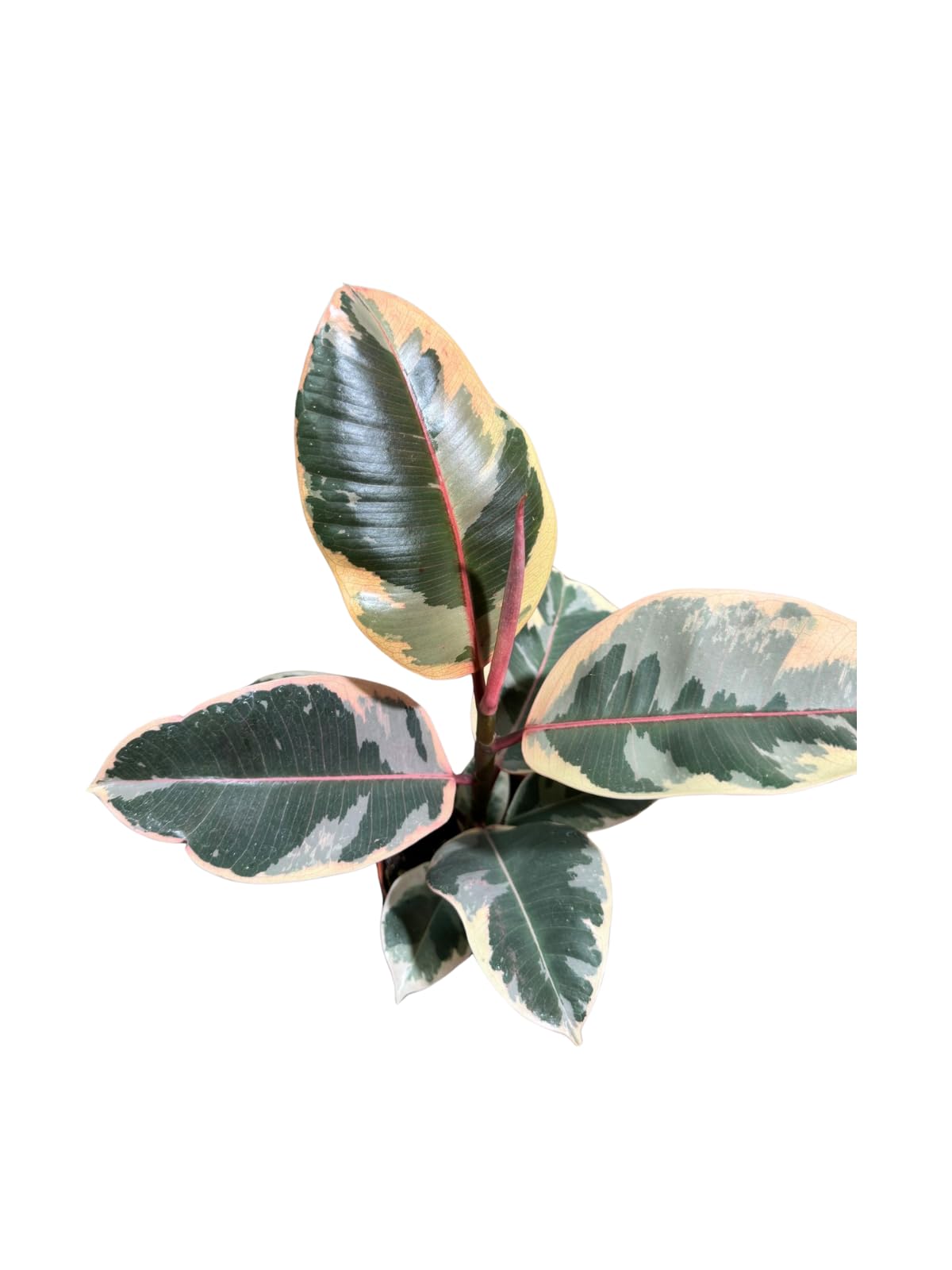 Variegated Ficus Elastica Tineke Rubber Plant in 4 inch Pot, Air Purifier Live Plant, Tropical Easy Care Houseplant, Office Gift Plant, Low Light Indoor Plant